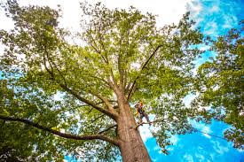 Best Palm Tree Trimming  in Loretto, TN