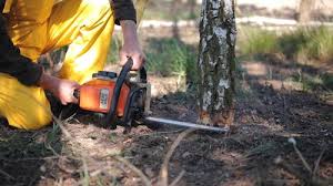  Loretto, TN Tree Removal Pros