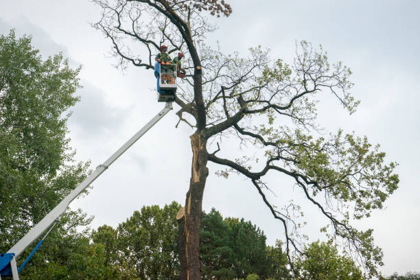 Best Tree Health Inspection  in Loretto, TN