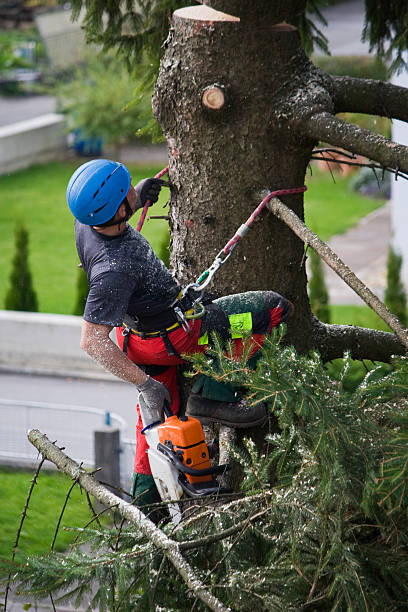 Best Utility Line Clearance  in Loretto, TN