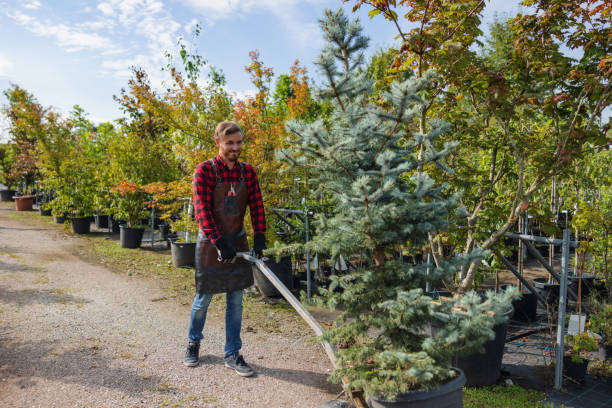Best Commercial Tree Services  in Loretto, TN