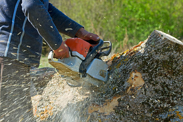 Reliable Loretto, TN Tree Removal Solutions